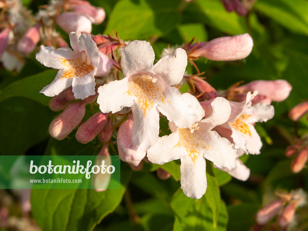 425097 - Buisson de beauté (Kolkwitzia amabilis)