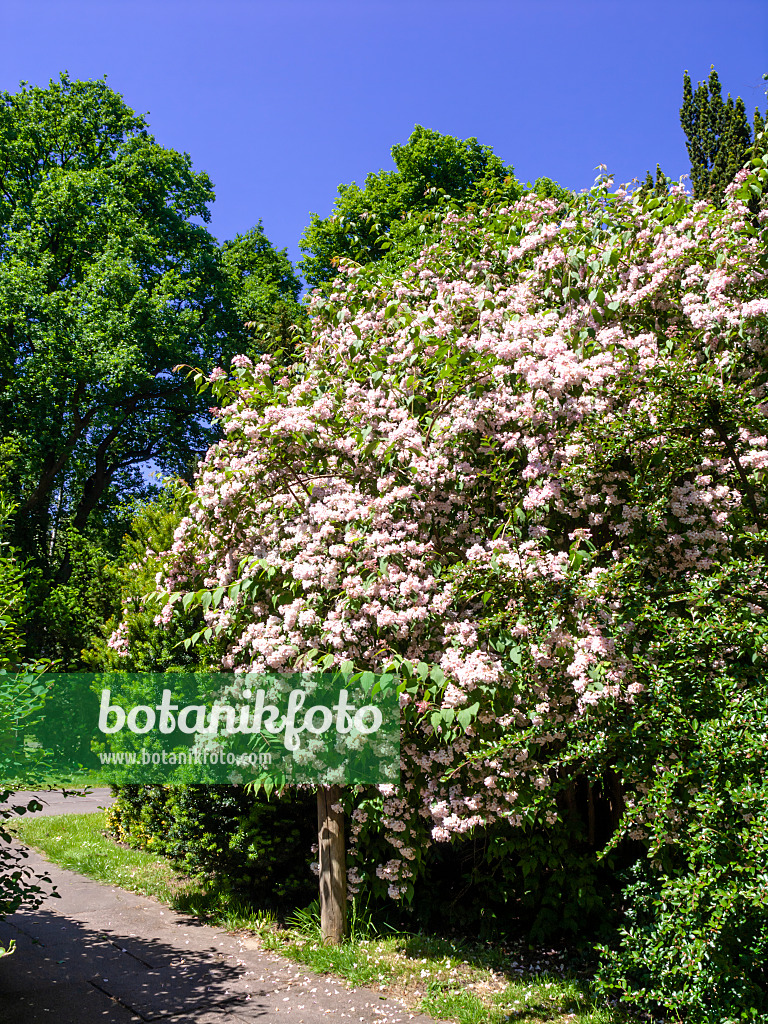 460125 - Buisson de beauté (Kolkwitzia amabilis)