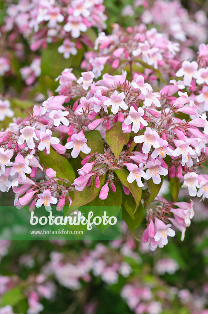 485023 - Buisson de beauté (Kolkwitzia amabilis)