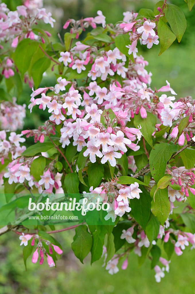 485024 - Buisson de beauté (Kolkwitzia amabilis)