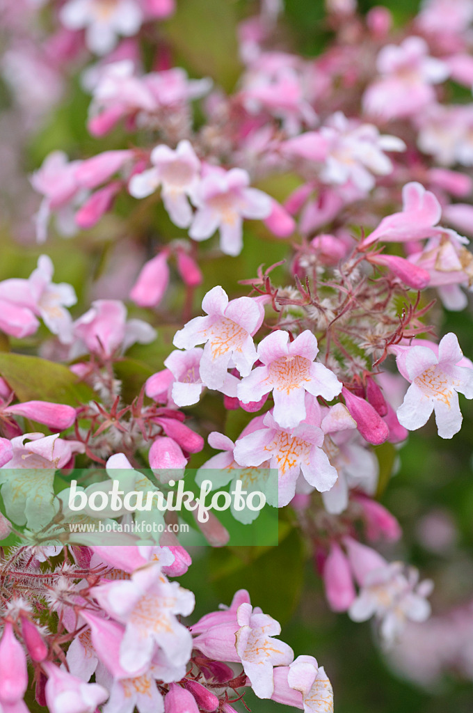 485025 - Buisson de beauté (Kolkwitzia amabilis)