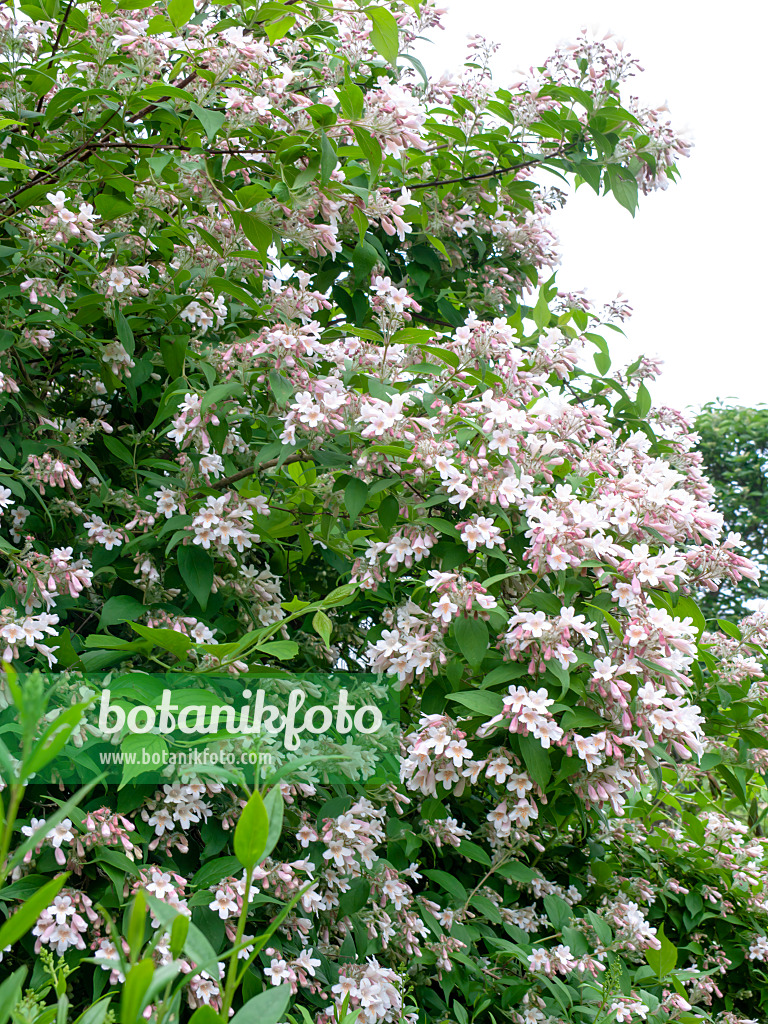 485150 - Buisson de beauté (Kolkwitzia amabilis)