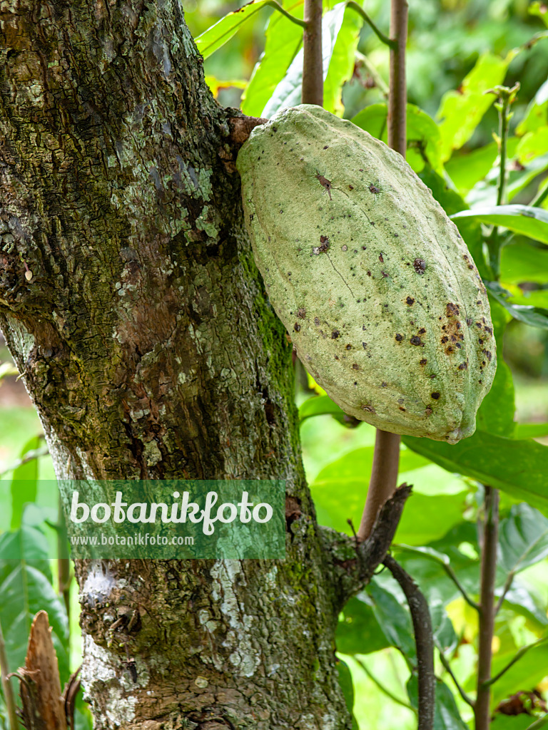 434342 - Cacaotier (Theobroma cacao)