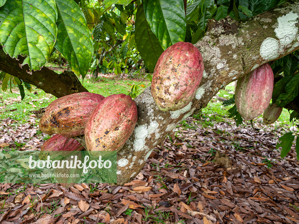 434344 - Cacaotier (Theobroma cacao)