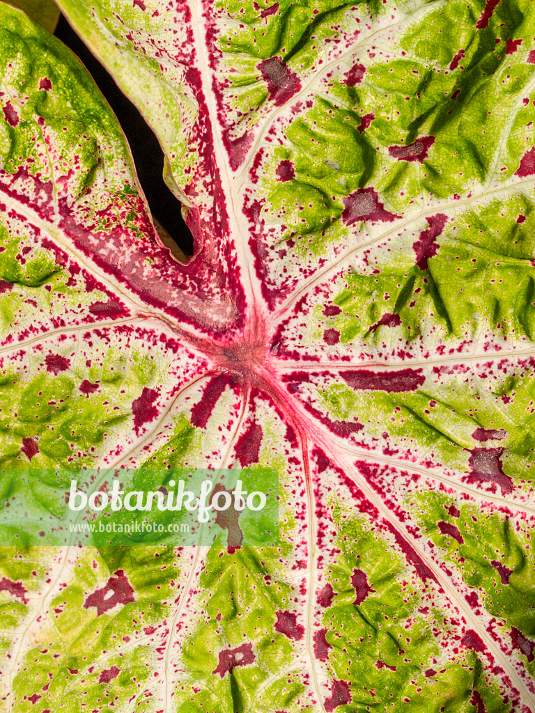 414170 - Caladium bicolor