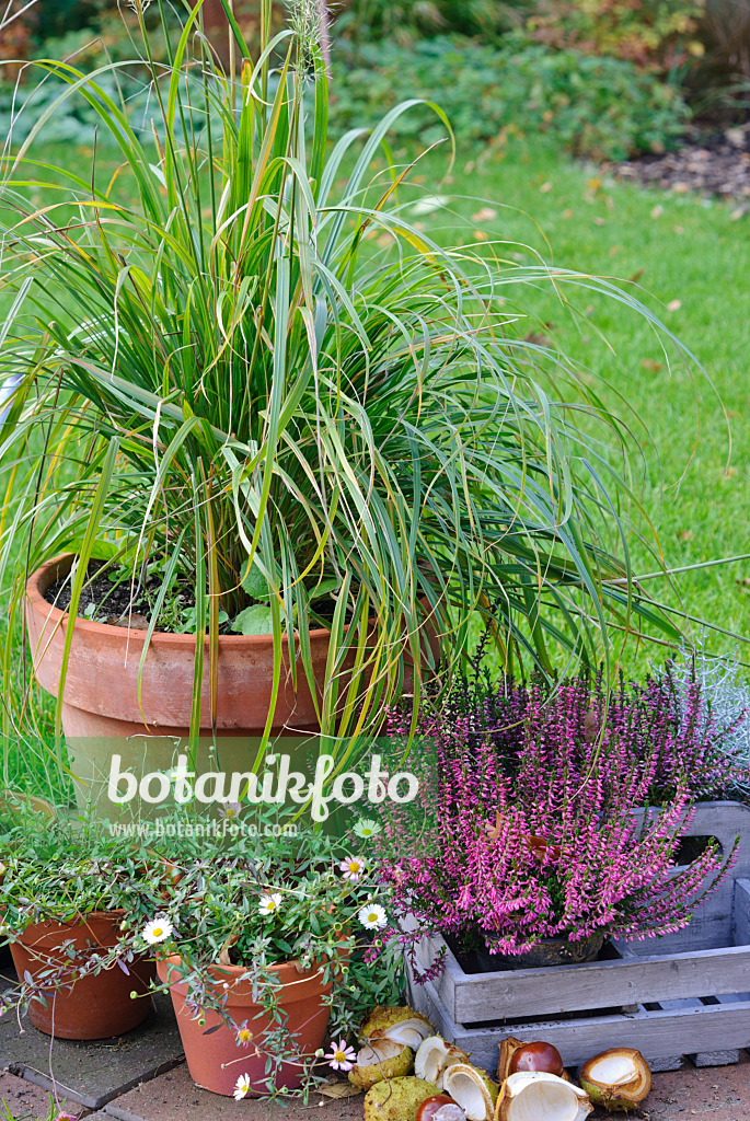 479040 - Calamagrostide à feuilles de roseau (Calamagrostis arundinacea var. brachytricha syn. Achnatherum brachytricha), vergerette de Karvinski (Erigeron karvinskianus) et bruyère (Calluna vulgaris) dans des pots