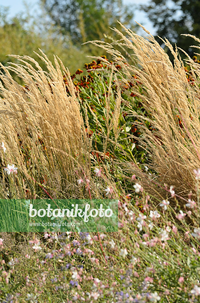 499159 - Calamagrostide (Calamagrostis x acutiflora 'Karl Foerster') et gaura de Lindheimer (Gaura lindheimeri)