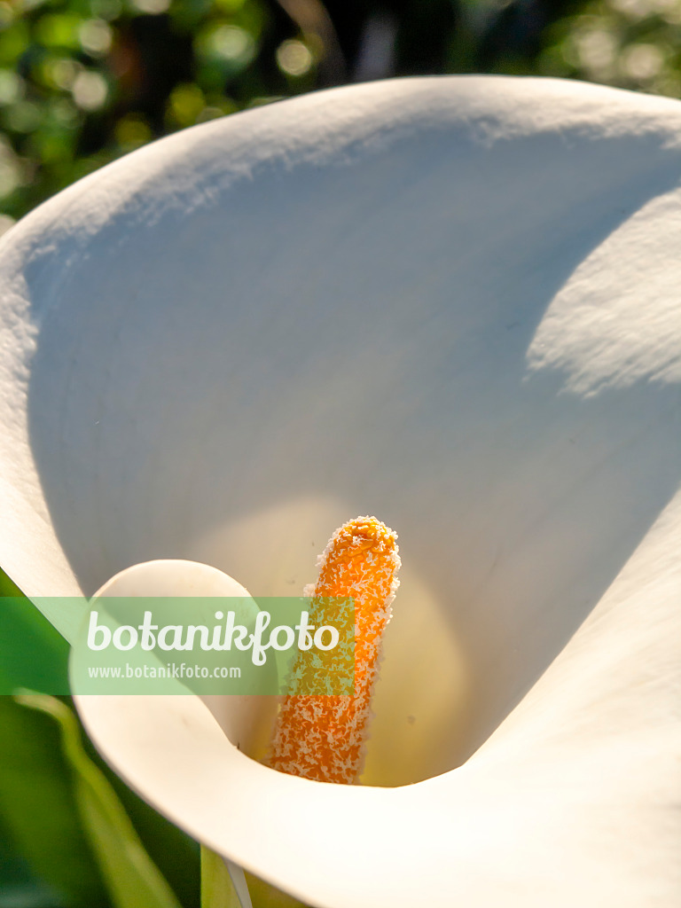 435191 - Calla des fleuristes (Zantedeschia aethiopica)