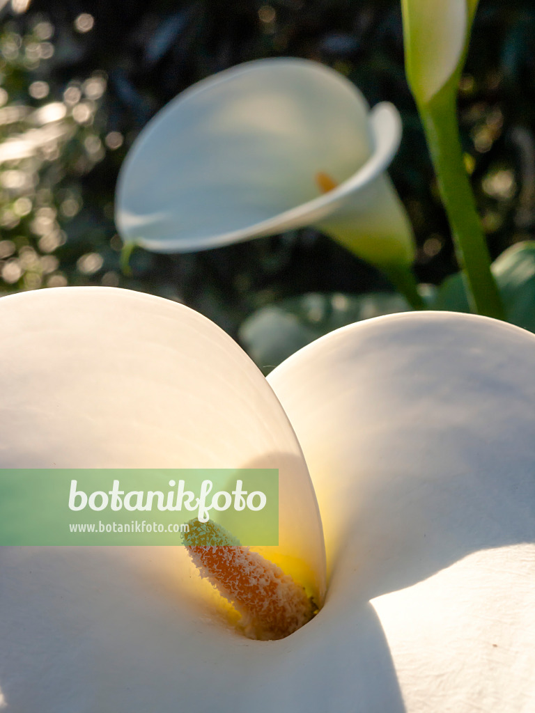 435192 - Calla des fleuristes (Zantedeschia aethiopica)