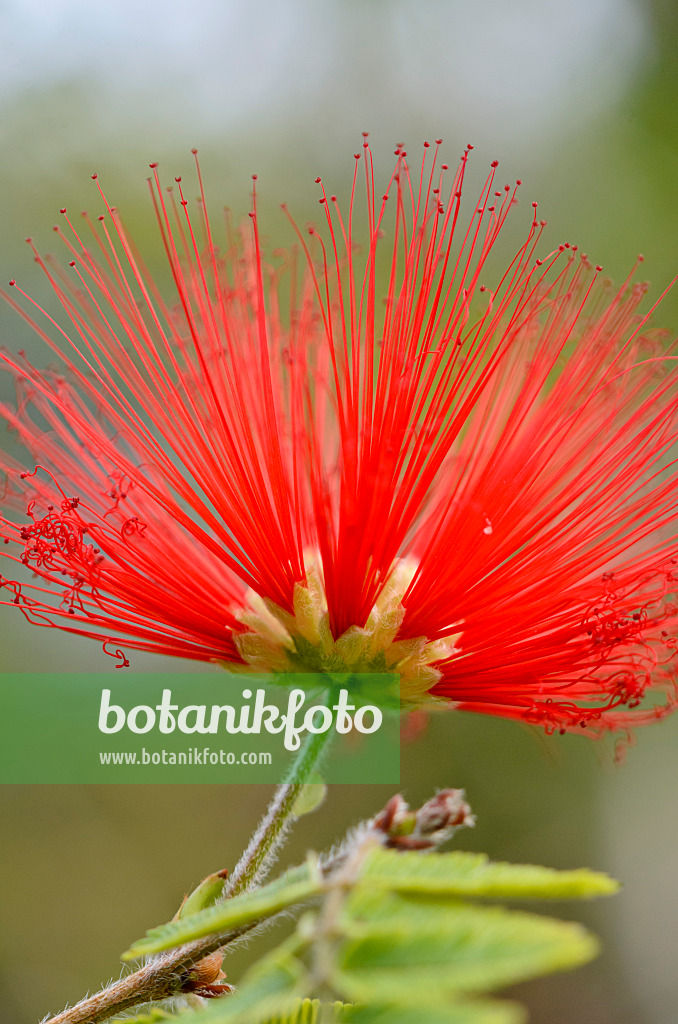 572002 - Calliandra tweedii