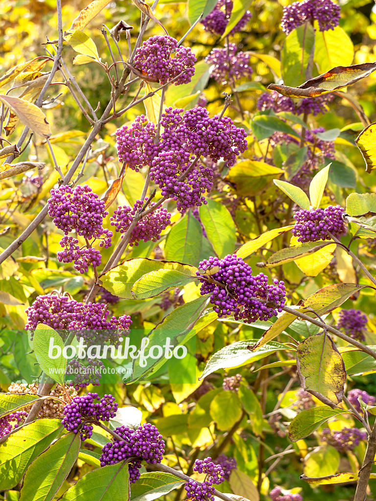 442120 - Callicarpe (Callicarpa cathayana)