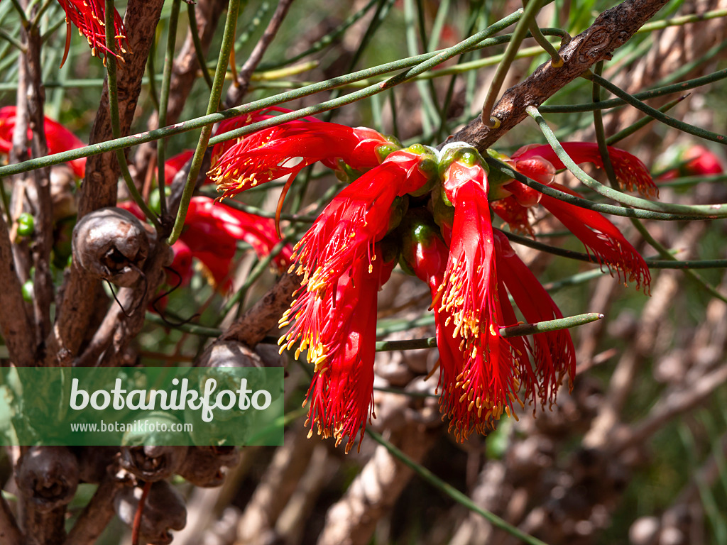 455297 - Calothamnus chrysantherus