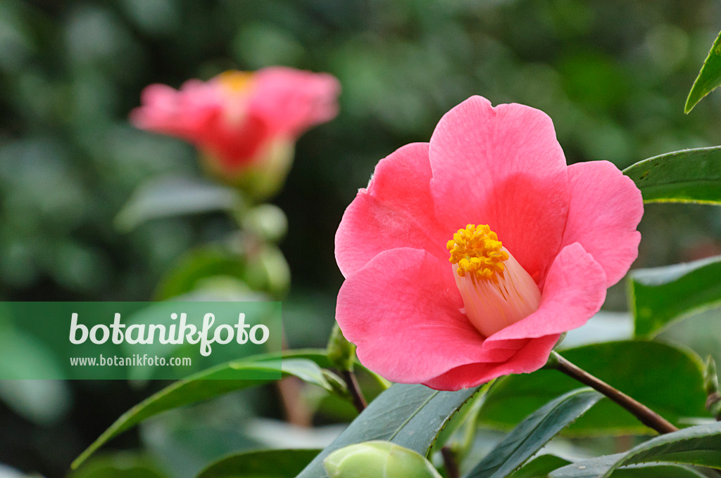 467031 - Camélia du Japon (Camellia japonica)