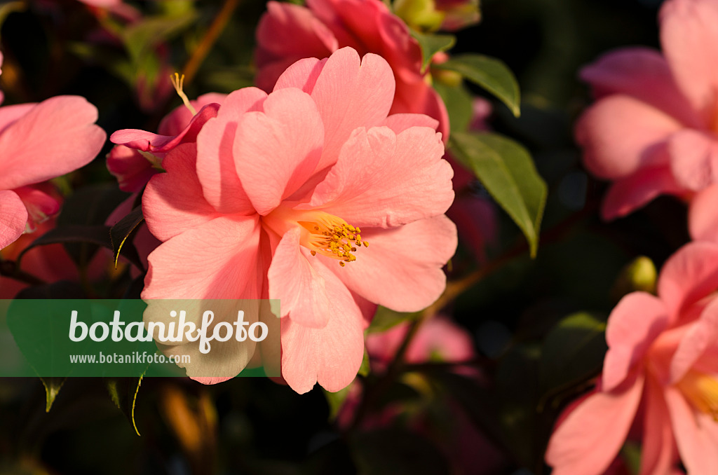 493008 - Camélia du Japon (Camellia japonica 'Barbara Clark')