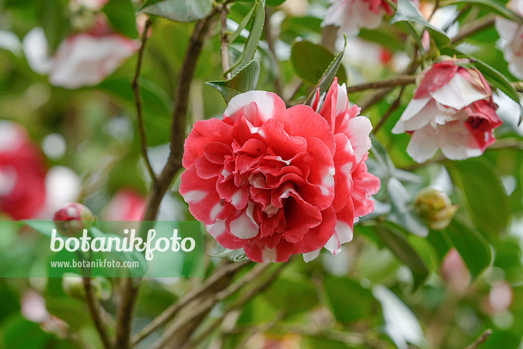 558048 - Camélia du Japon (Camellia japonica 'Collettii')