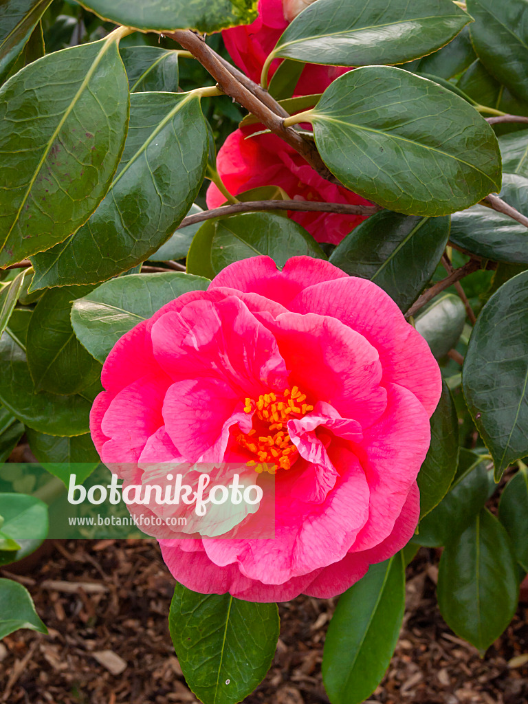 409010 - Camélia du Japon (Camellia japonica 'Drama Girl')