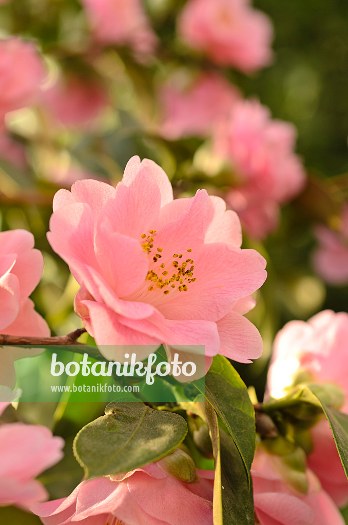 493041 - Camélia du Japon (Camellia japonica 'Little Lavender')