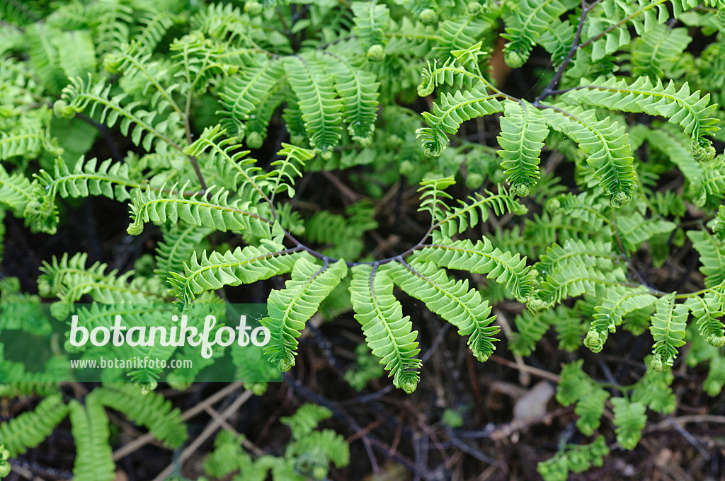 472130 - Capillaire pédalée (Adiantum pedatum var. aleuticum)