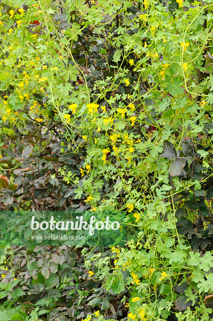 487250 - Capucine des Canaries (Tropaeolum peregrinum syn. Tropaeolum canariense)