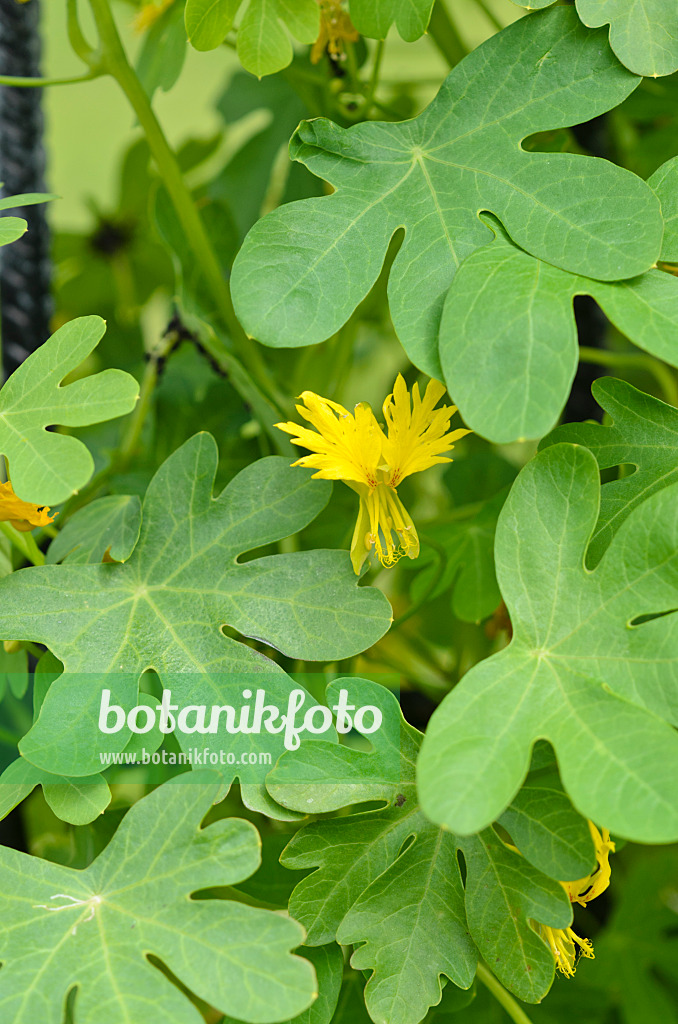 521302 - Capucine des Canaries (Tropaeolum peregrinum syn. Tropaeolum canariense)