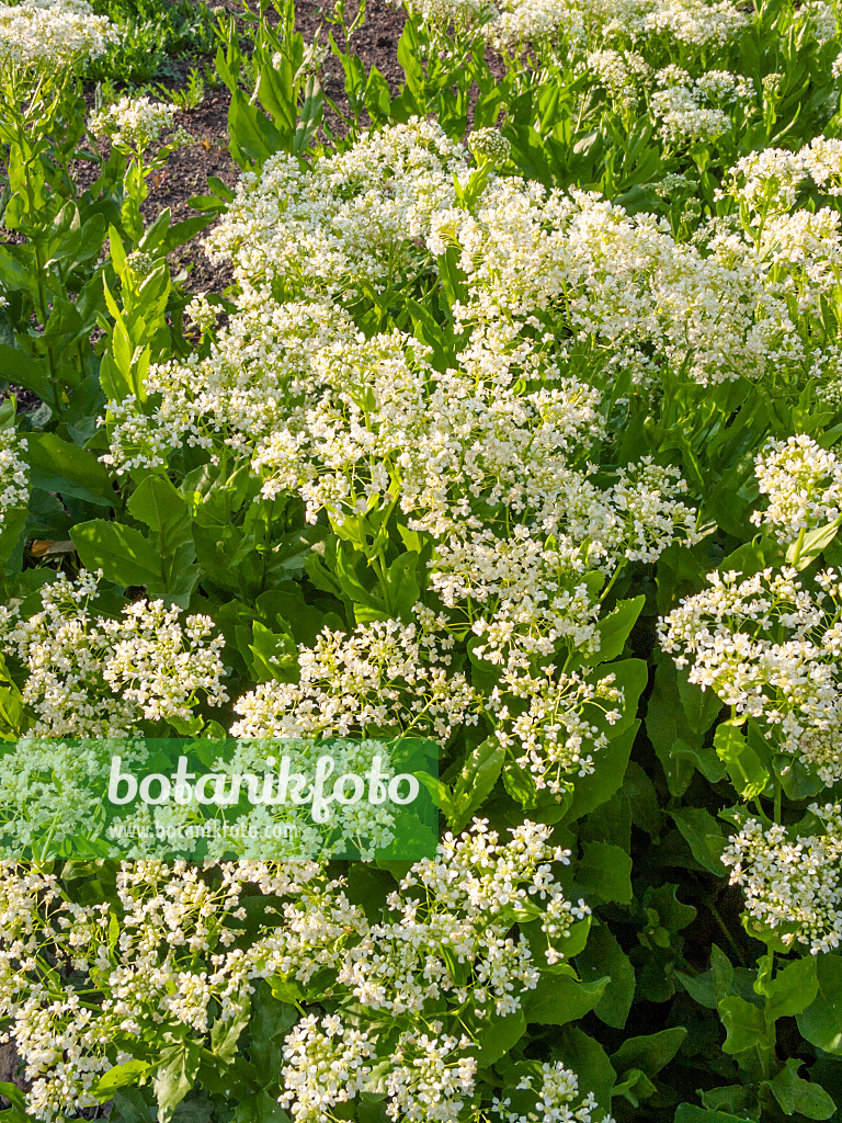 401232 - Cardaire drave (Lepidium draba)