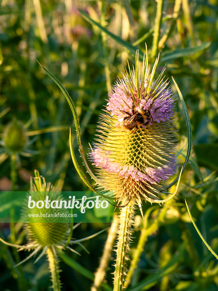 450060 - Cardère sauvage (Dipsacus fullonum)