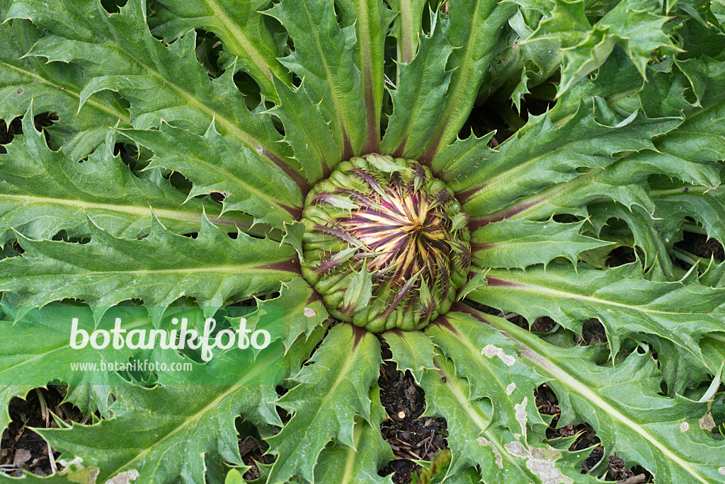 558322 - Carline à feuilles d'acanthe (Carlina acanthifolia)