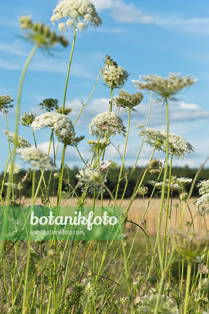 510126 - Carotte sauvage (Daucus carota)