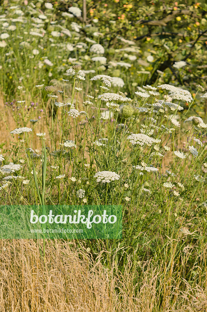 570118 - Carotte sauvage (Daucus carota)