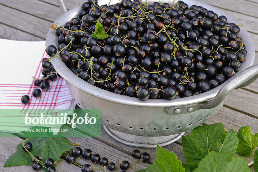 518050 - Cassissier (Ribes nigrum)