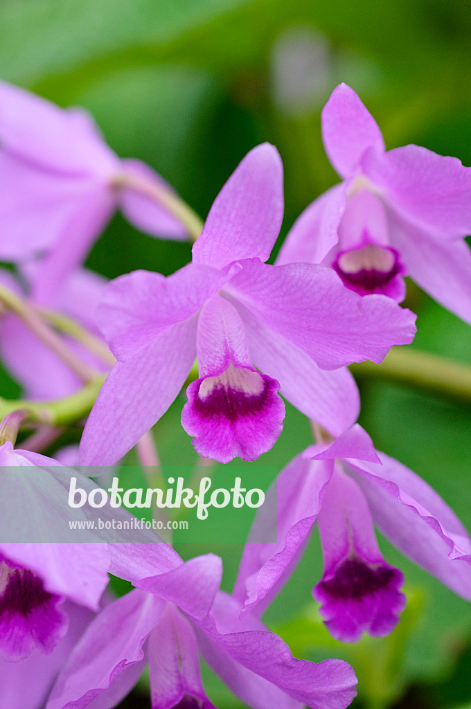 477010 - Cattleya bowringiana