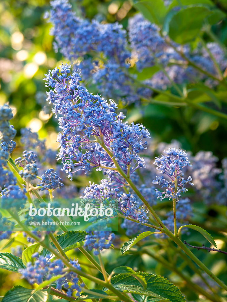 439092 - Céanothe (Ceanothus x delilianus 'Gloire de Versailles')