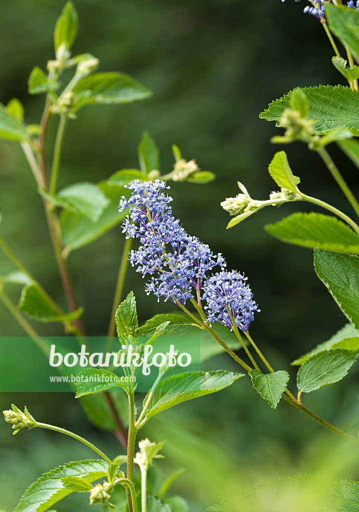 625136 - Céanothe (Ceanothus x delilianus 'Gloire de Versailles')