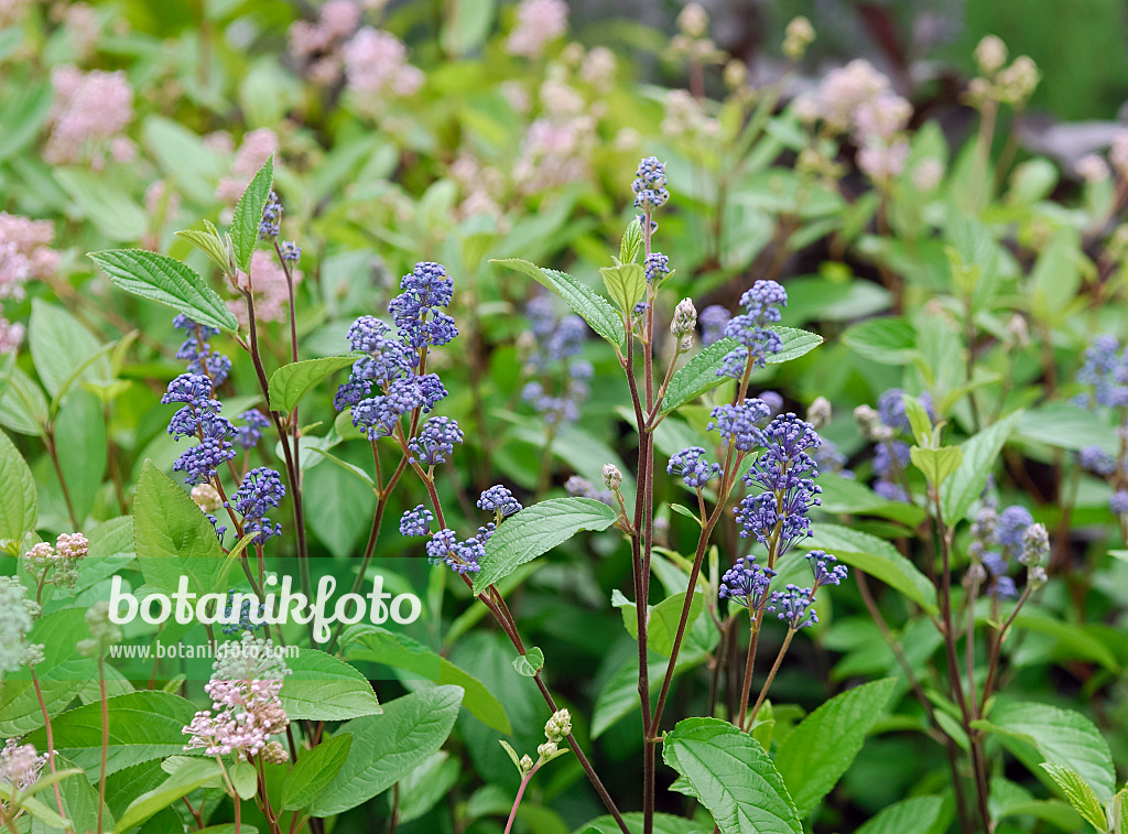 471370 - Céanothe (Ceanothus x delilianus 'Topaze')