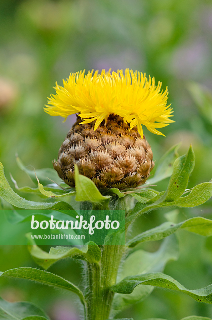 521099 - Centaurée à grosse tête (Centaurea macrocephala)