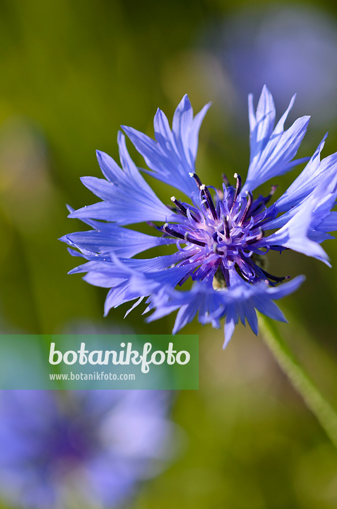 521036 - Centaurée bleuet (Centaurea cyanus)