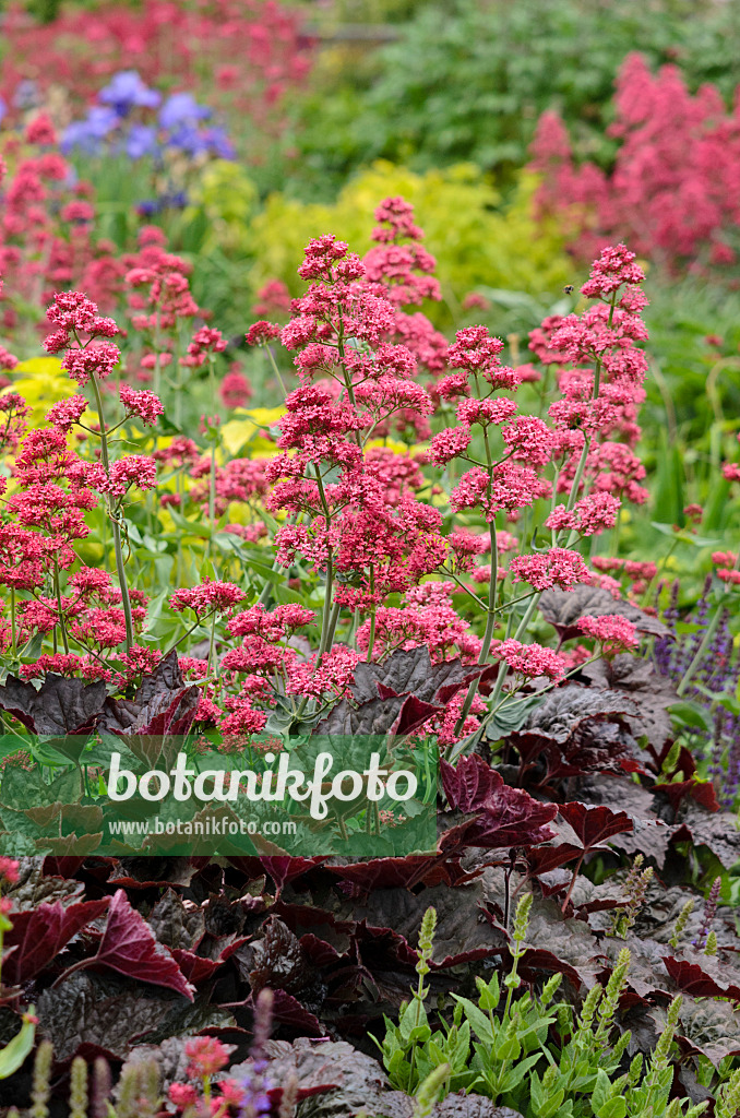 545077 - Centranthe rouge (Centranthus ruber 'Coccineus') et heuchère (Heuchera micrantha 'Palace Purple')