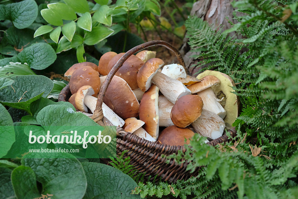 575028 - Cèpes de Bordeaux (Boletus edulis) dans un panier en osier avec des poignées, debout parmi des plantes forestières