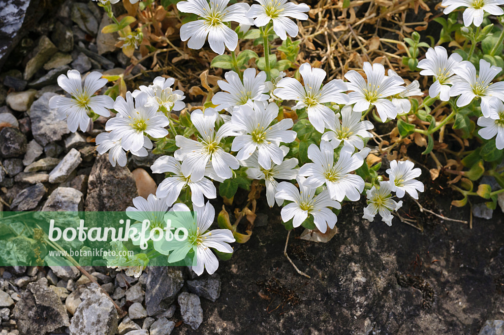 472121 - Céraiste (Cerastium carintiacum)