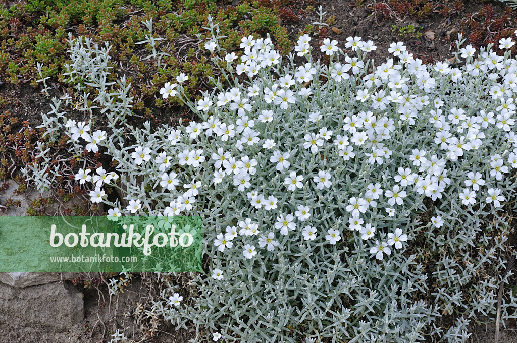 472140 - Céraiste de Bieberstein (Cerastium biebersteinii)