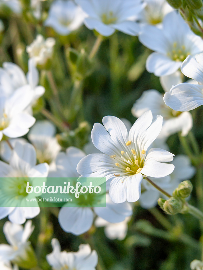 448060 - Céraiste des champs (Cerastium arvense)