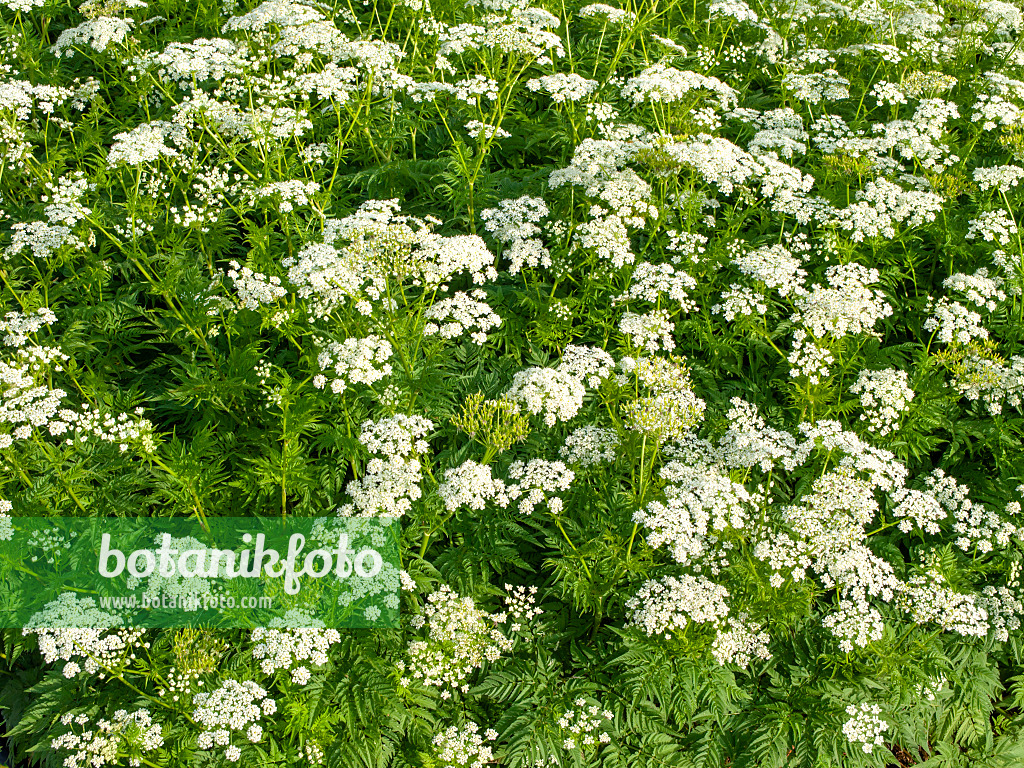 460155 - Cerfeuil d'or (Chaerophyllum aureum)