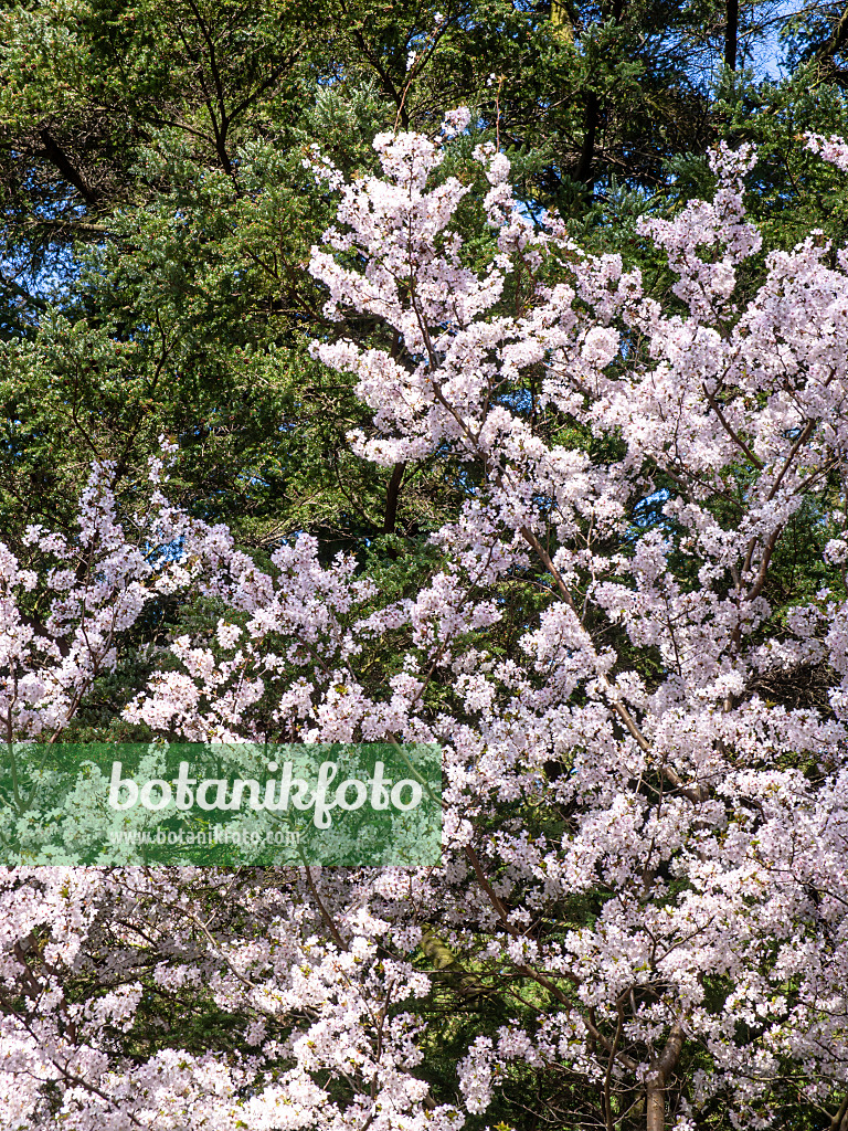 436243 - Cerisier alpin du Japon (Prunus nipponica)