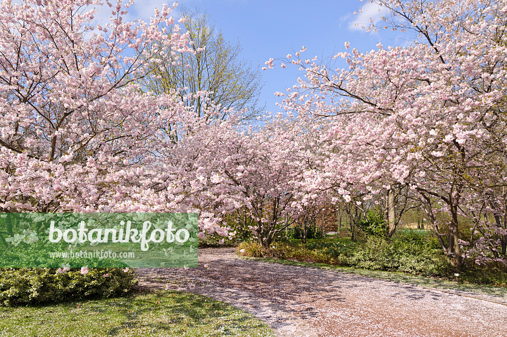 483234 - Cerisier d'hiver (Prunus subhirtella x sargentii 'Accolade')