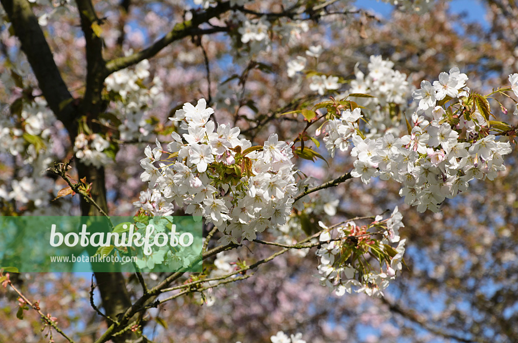 495196 - Cerisier d'Ōshima (Prunus speciosa)