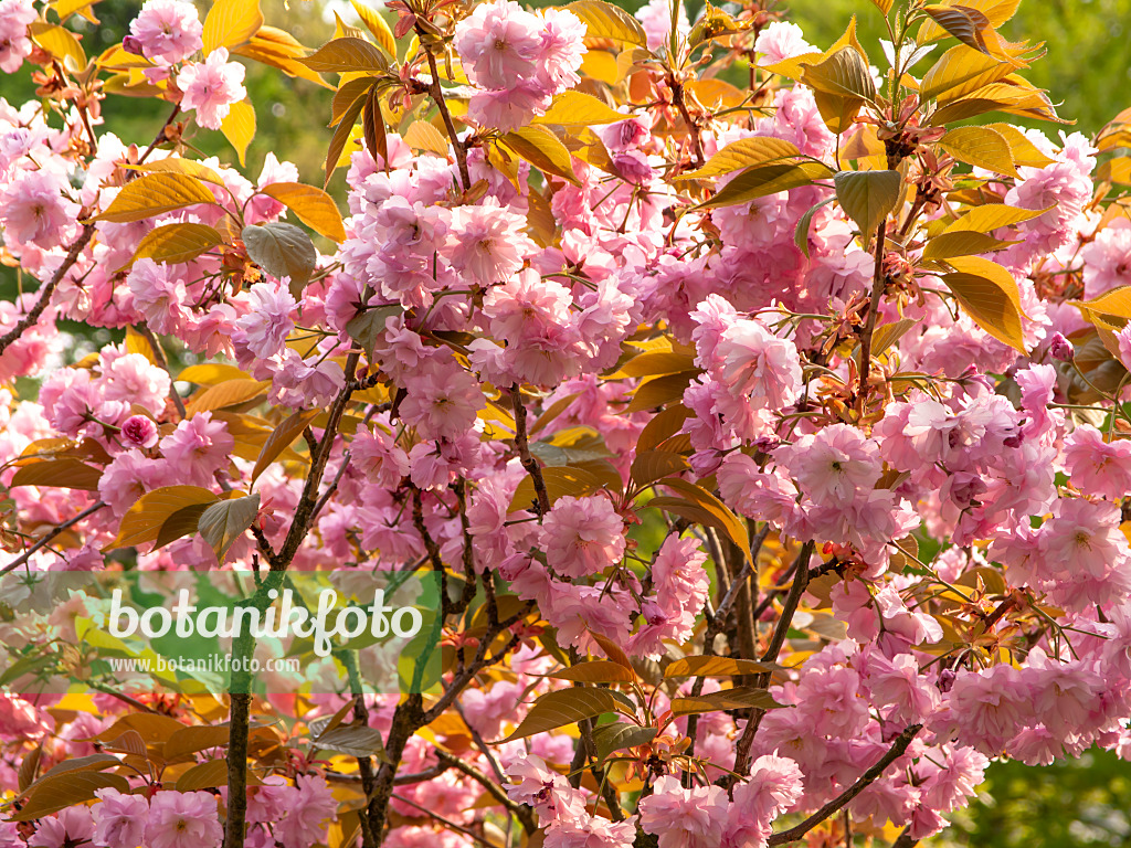 437189 - Cerisier des collines (Prunus serrulata 'Kanzan')