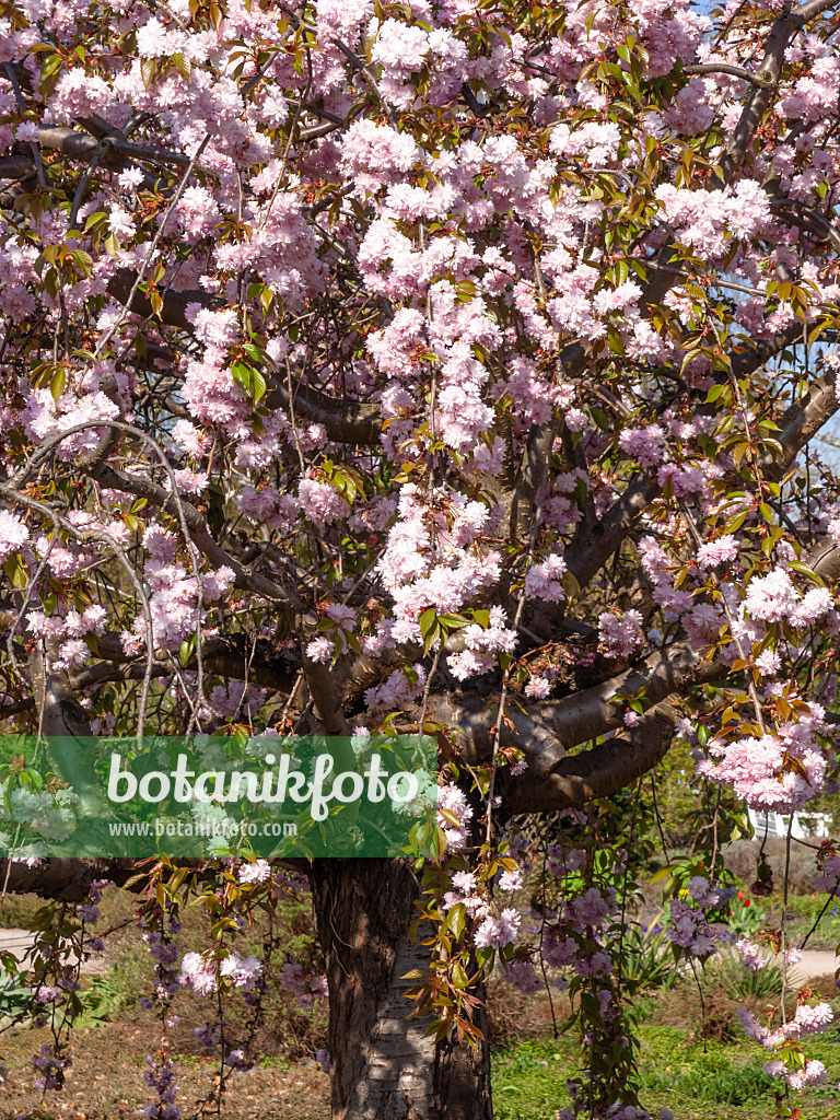 459021 - Cerisier des collines (Prunus serrulata 'Kanzan')