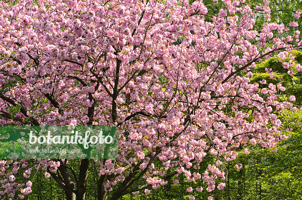 495219 - Cerisier des collines (Prunus serrulata 'Kanzan')