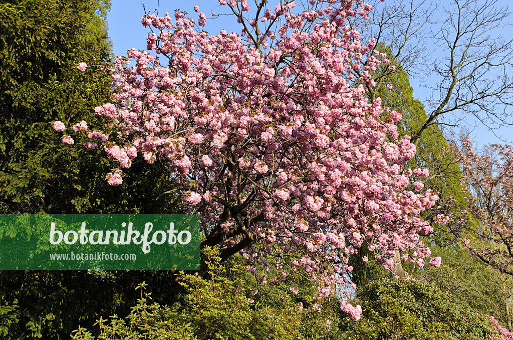 495243 - Cerisier des collines (Prunus serrulata 'Kanzan')