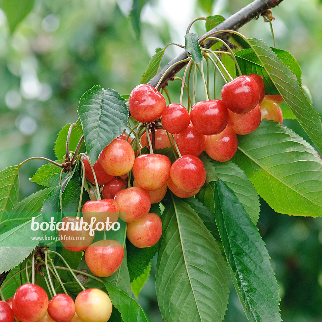 502339 - Cerisier des oiseaux (Prunus avium 'Büttners Rote Knorpel')